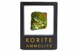 Iridescent Ammolite (Fossil Ammonite Shell) - Alberta #318014-1